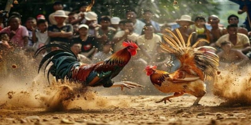 Điểm khác biệt nổi bật của Đá gà